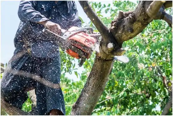 tree services Sudley